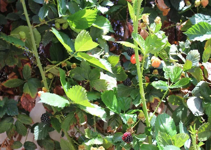 Holiday home Casa El Olivo, Tenerife Valle de San Lorenzo