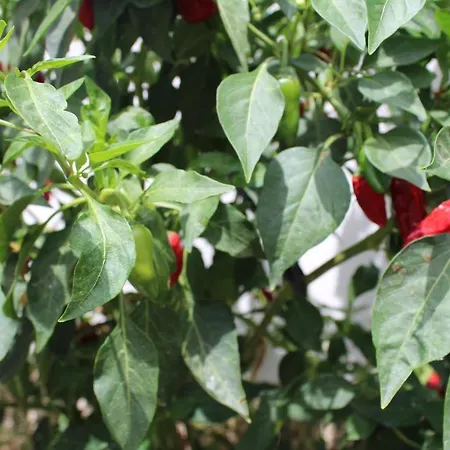 Casa El Olivo, Tenerife Valle de San Lorenzo