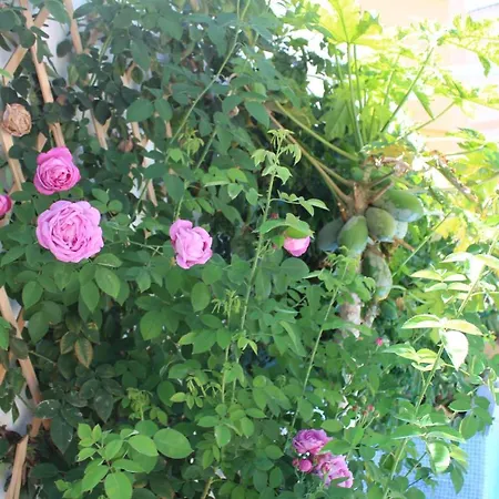 Casa El Olivo, Tenerife