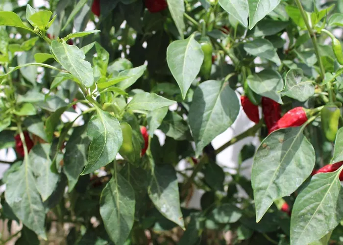 Casa El Olivo, Tenerife Valle de San Lorenzo
